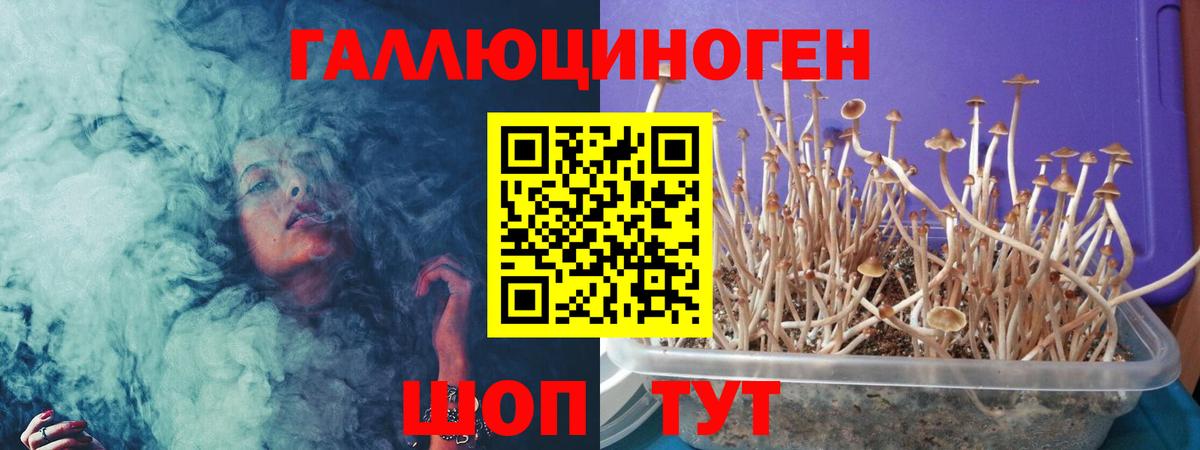 Галлюциногенные грибы Psilocybine cubensis Славянск-на-Кубани